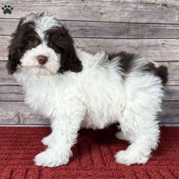 Sydney, Mini Bernedoodle Puppy